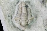 Rare, Spathacalymene Trilobite - Indiana #162112-5